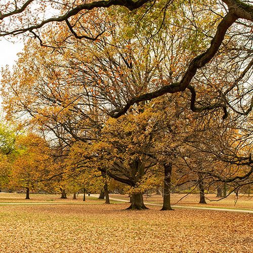 Kölner Stadtwald im Herbst.
